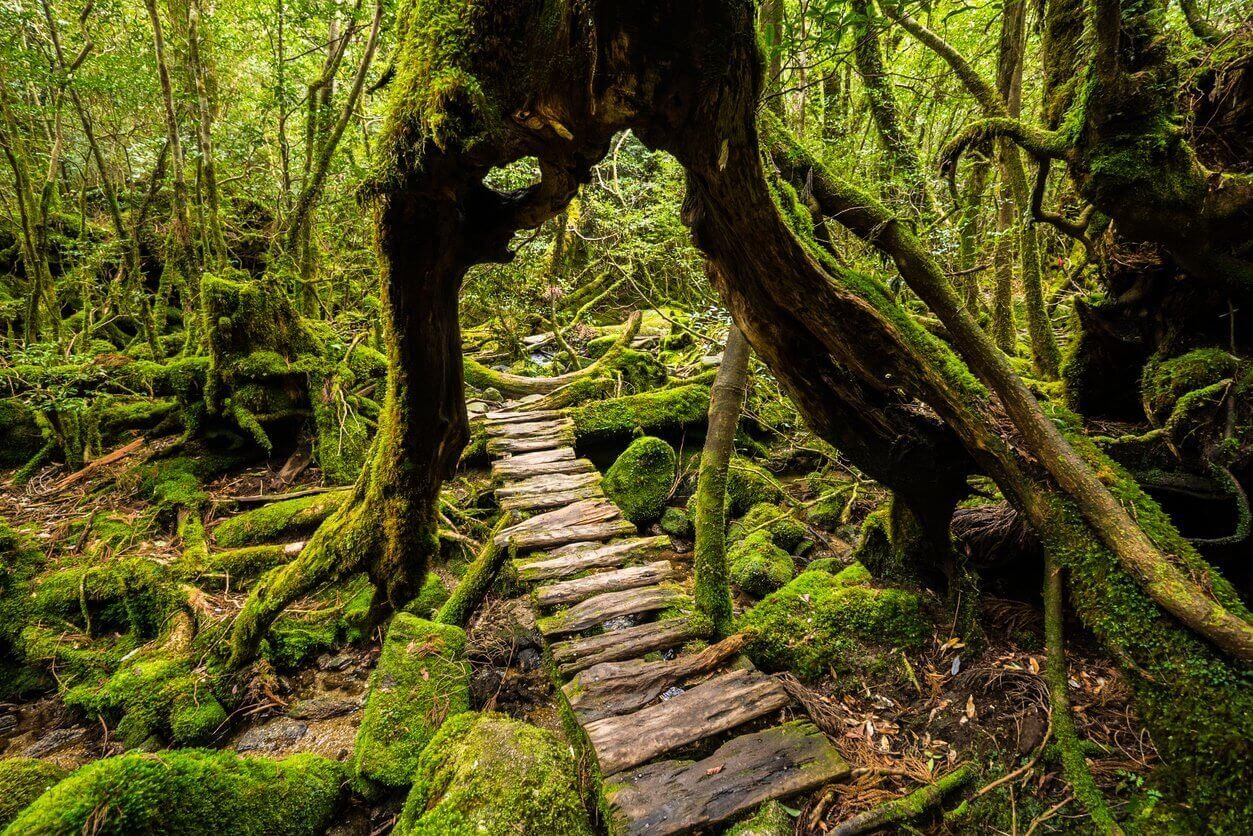 Les 15 plus beaux paysages du Japon 10 foret de cedres de yakushima kagoshima