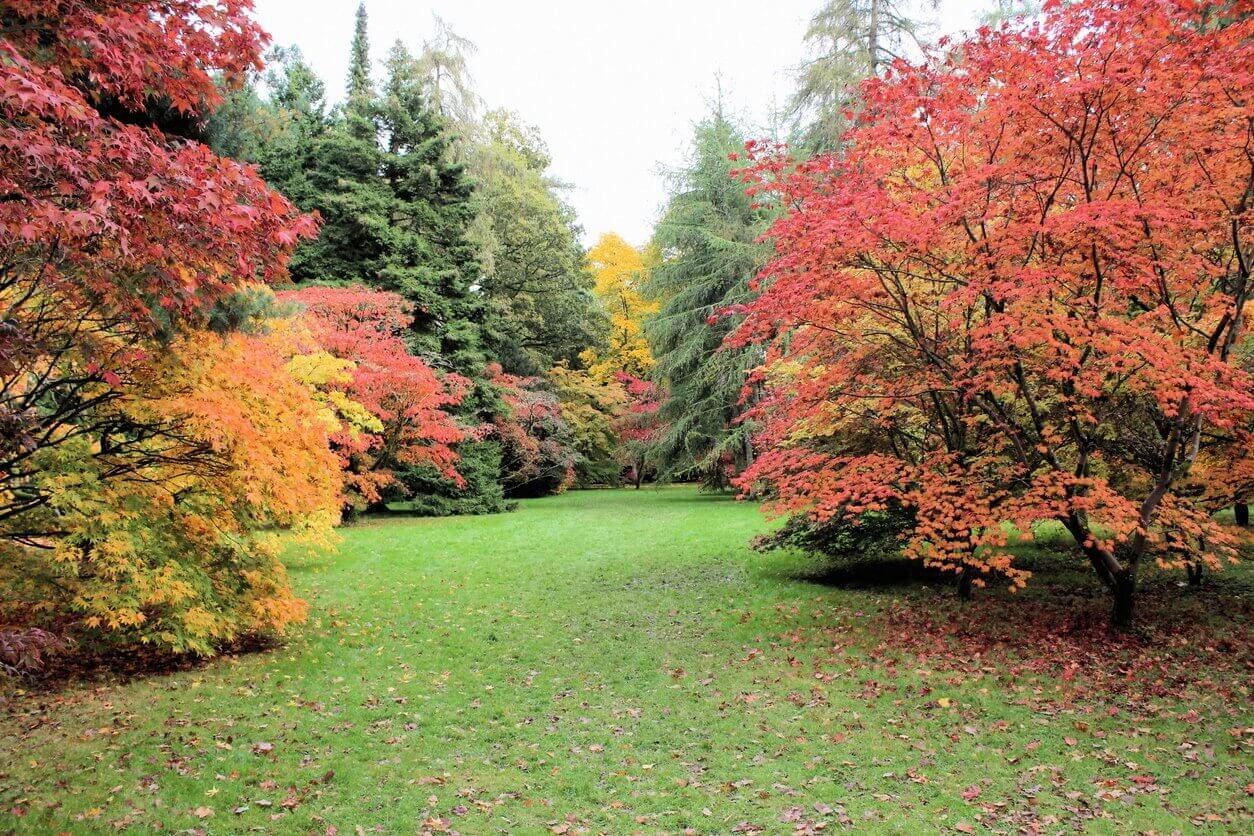 royaume uni foret de dean automne
