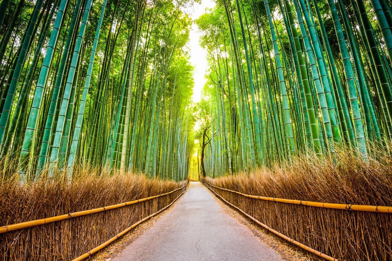 Les 15 plus beaux paysages du Japon 1 sagano bamboo forest kyoto