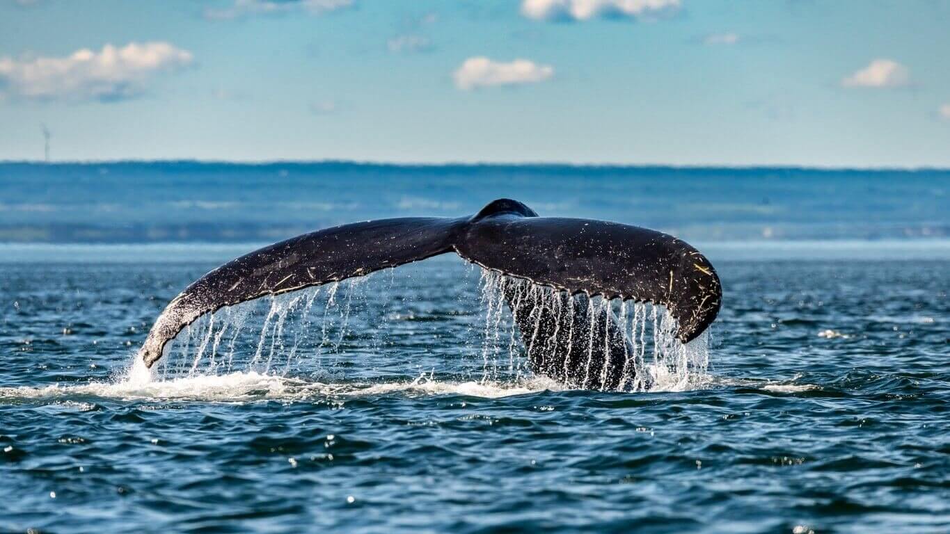 baleine quebec