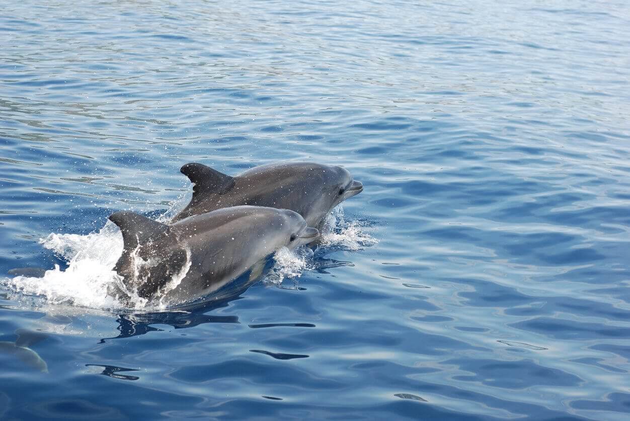 Où et quand voir et nager avec des dauphins en France ? 1 deux dauphins en corse