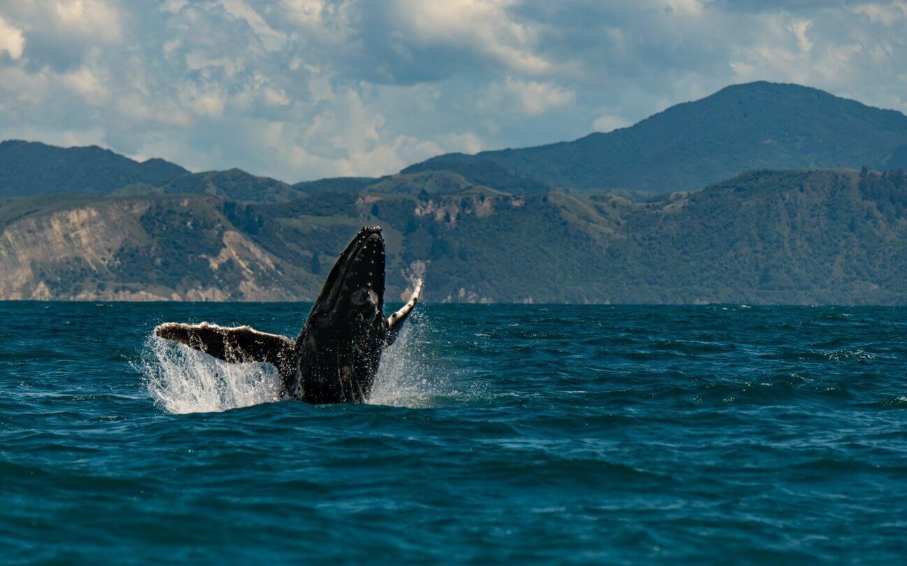 kaikoura baleine a bosse