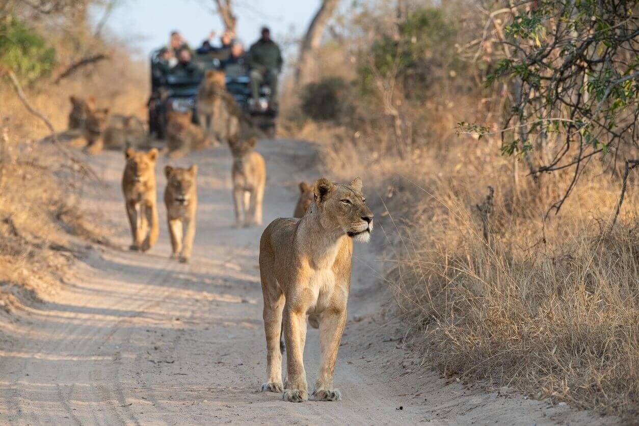 Où et quand faire un safari en Afrique ? Les meilleures destinations pour en prendre plein les yeux ! 6 lions vus sur safari