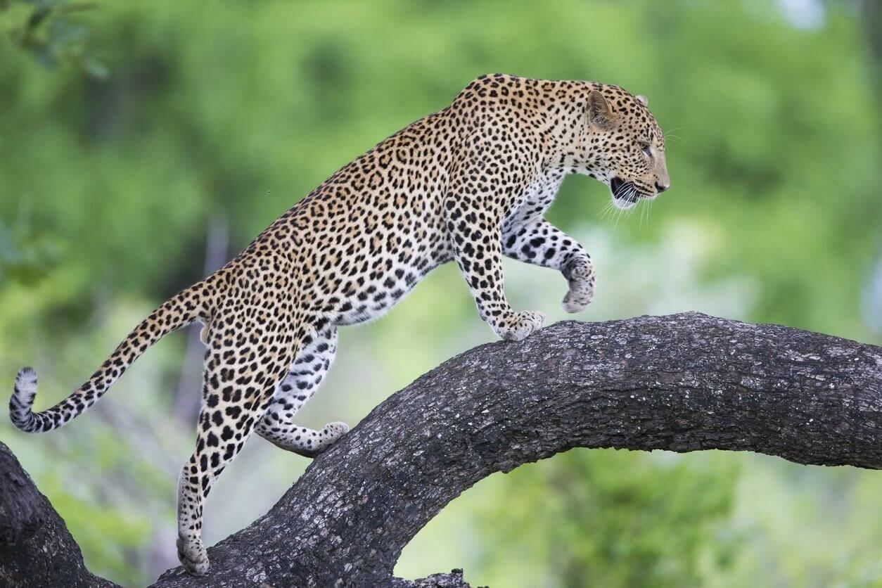 Où et quand faire un safari en Afrique ? Les meilleures destinations pour en prendre plein les yeux ! 8 luangwa