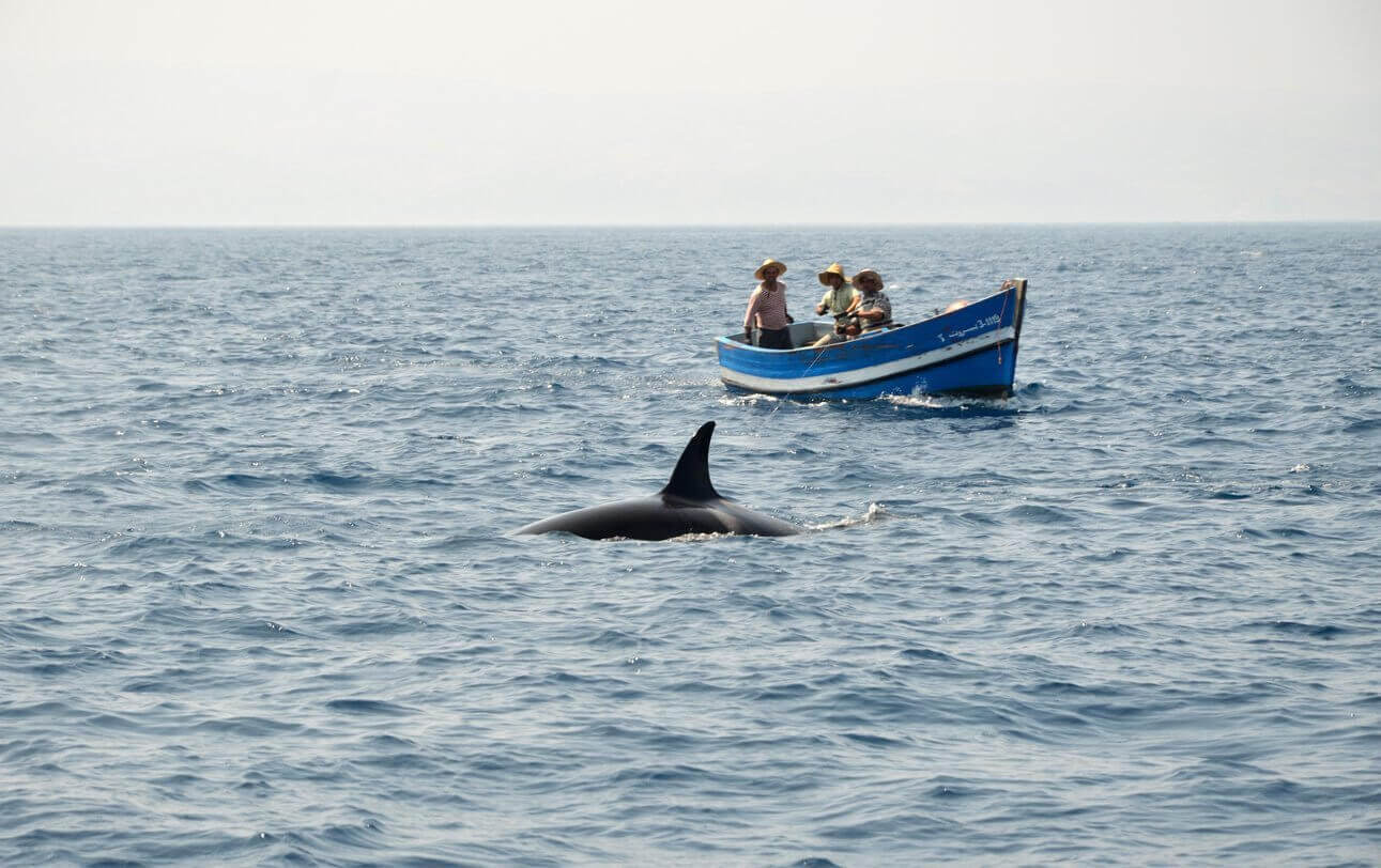 orques dans le detroit de gibraltar
