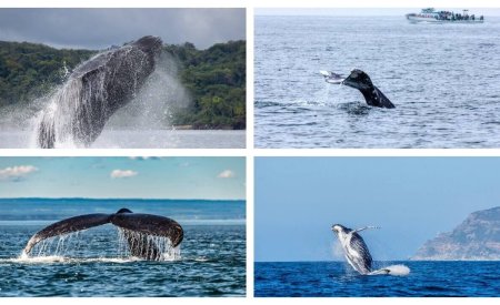 ou voir des baleines dans le monde