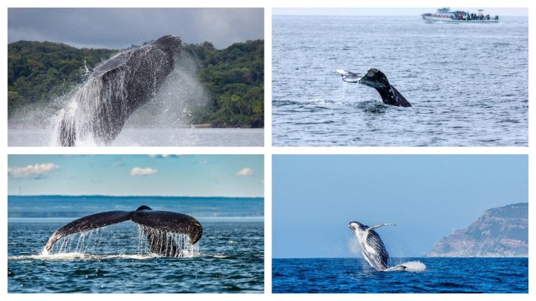ou voir des baleines dans le monde