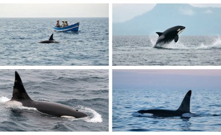 ou voir des orques