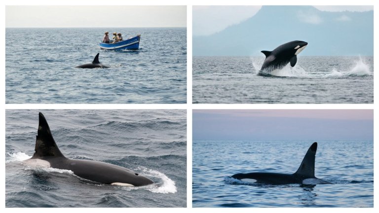 ou voir des orques