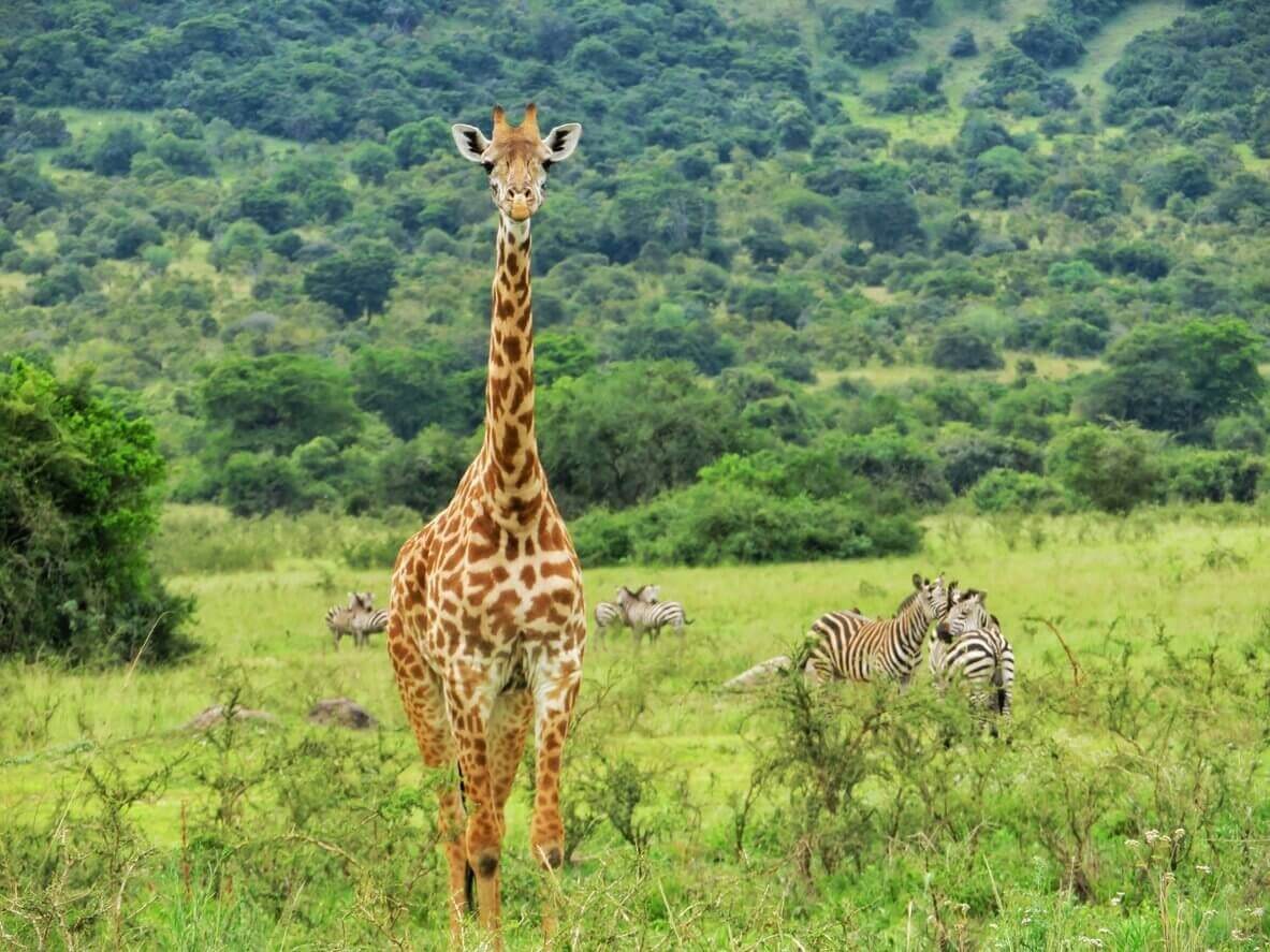 Où et quand faire un safari en Afrique ? Les meilleures destinations pour en prendre plein les yeux ! 9 parc national de lakagera au rwanda