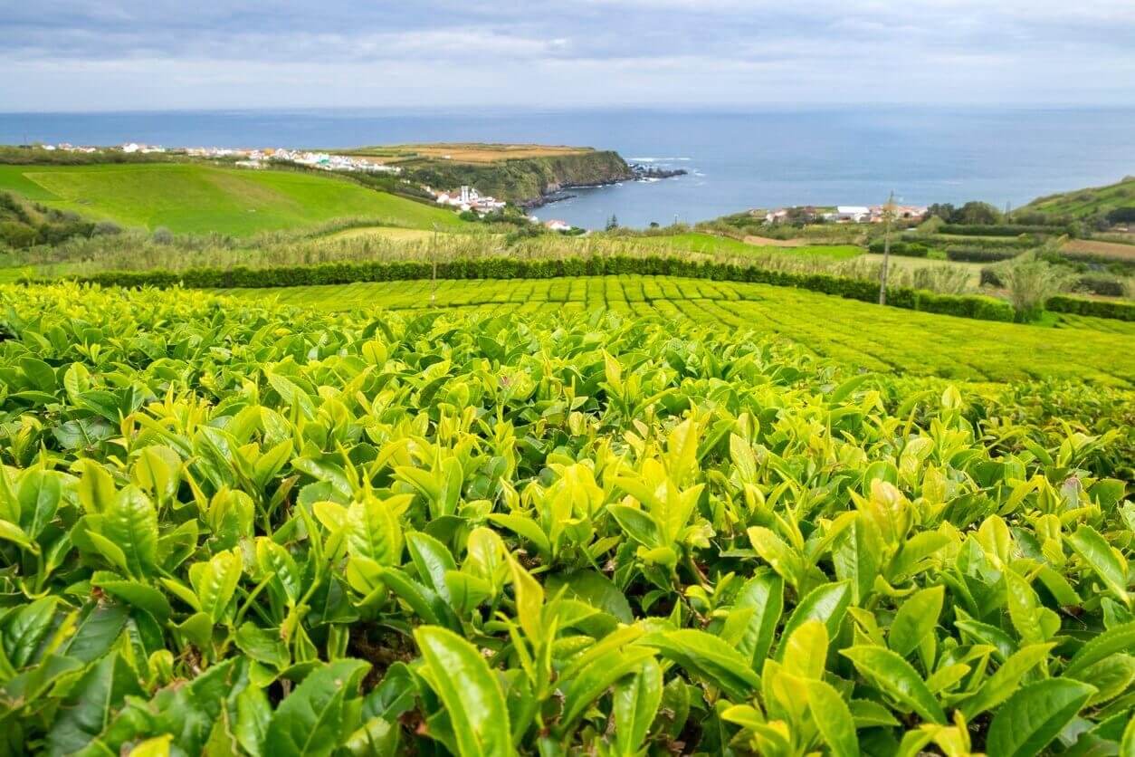 Où passer des vacances originales en Europe ? 13 idées pour voyager autrement 10 plantation de the a porto formoso sur la cote nord de lile de sao miguel