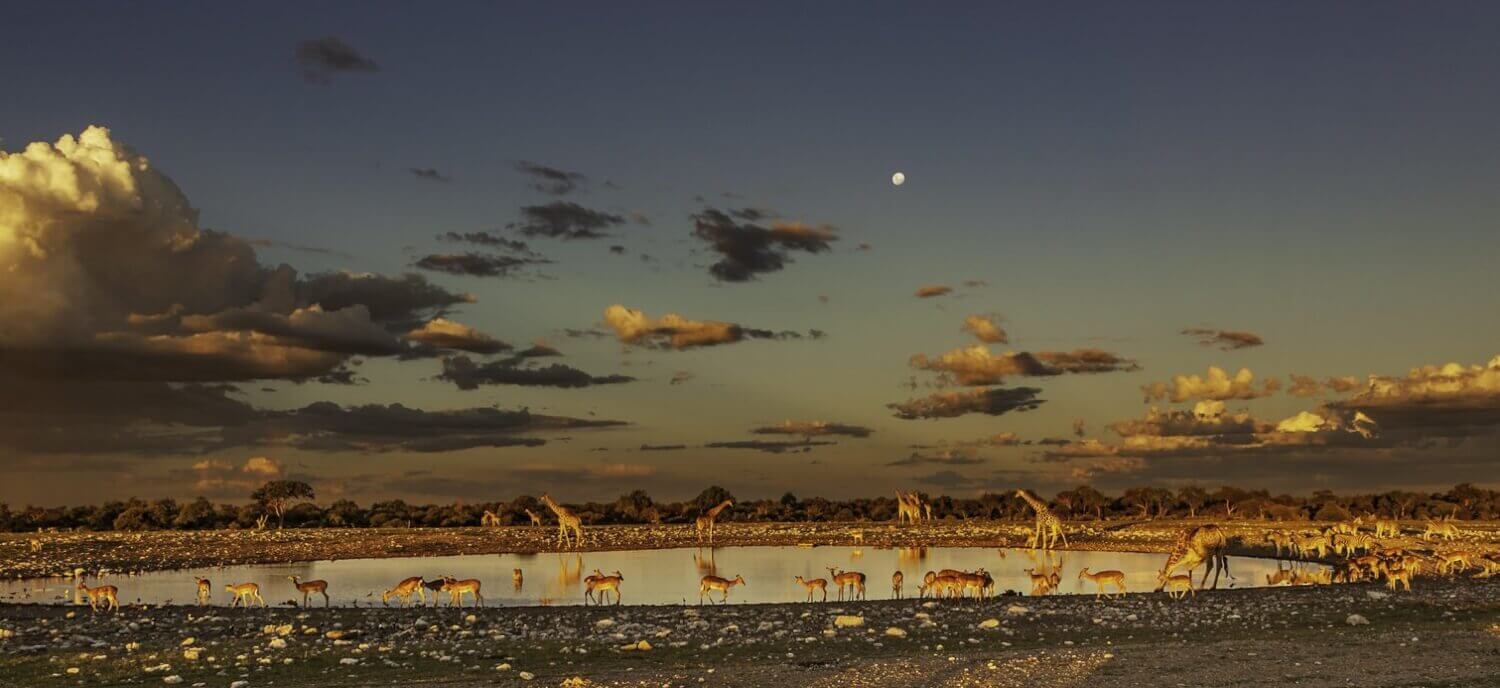 Où et quand faire un safari en Afrique ? Les meilleures destinations pour en prendre plein les yeux ! 4 point deau de namibie