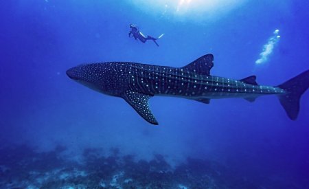 requin baleine et plongeur