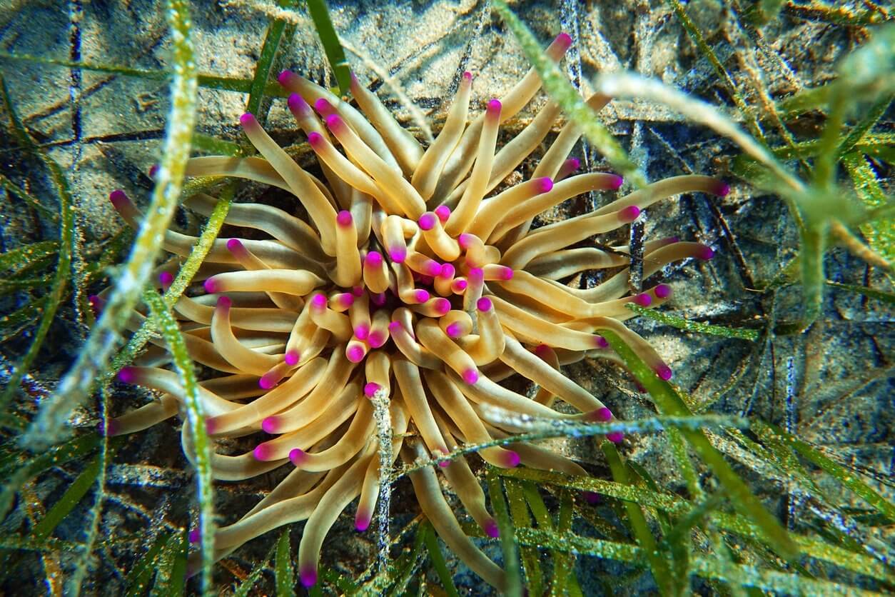 Où plonger chaque mois de l’année ? Les 12 meilleures destinations plongées ! 6 anémone de mer dans la mer Méditerranée