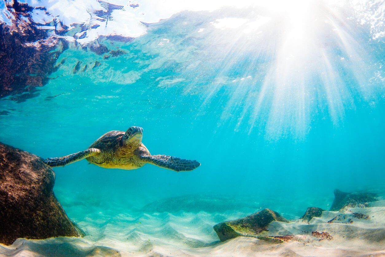 Où plonger chaque mois de l’année ? Les 12 meilleures destinations plongées ! 9 Beautiful Hawaiian Green Sea Turtle