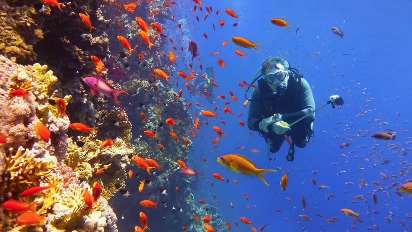 Où plonger chaque mois de l’année ? Les 12 meilleures destinations plongées ! 10 Man scuba diver near beautiful coral wall with tropical fish