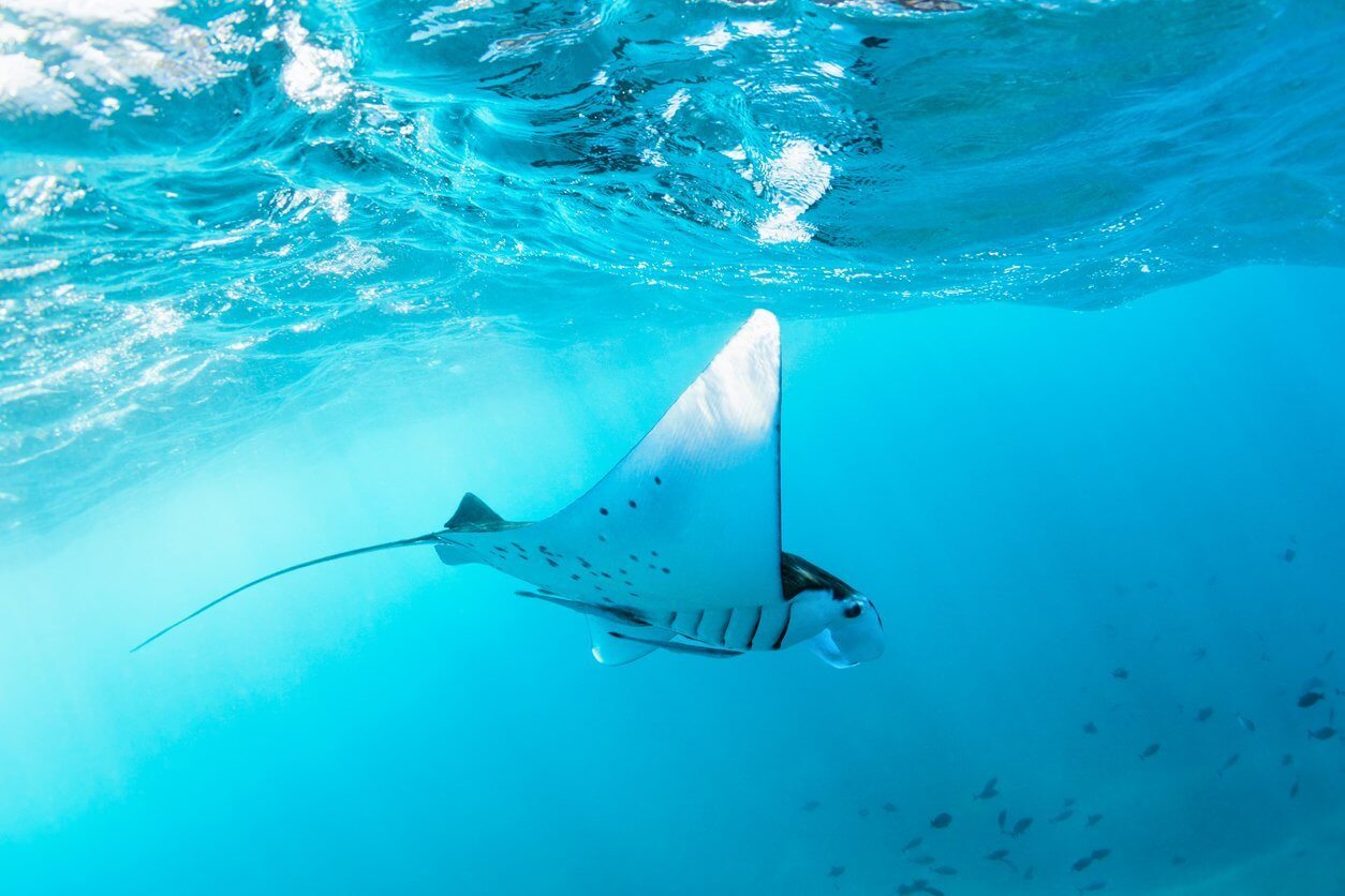 Où plonger chaque mois de l’année ? Les 12 meilleures destinations plongées ! 4 Underwater view of hovering Giant oceanic manta ray