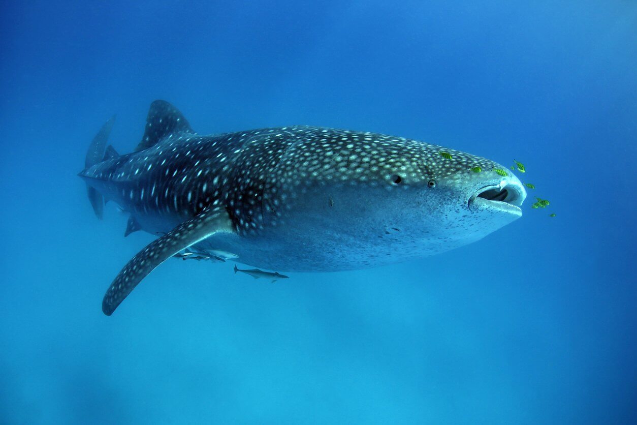 Où plonger chaque mois de l’année ? Les 12 meilleures destinations plongées ! 5 requin-baleine