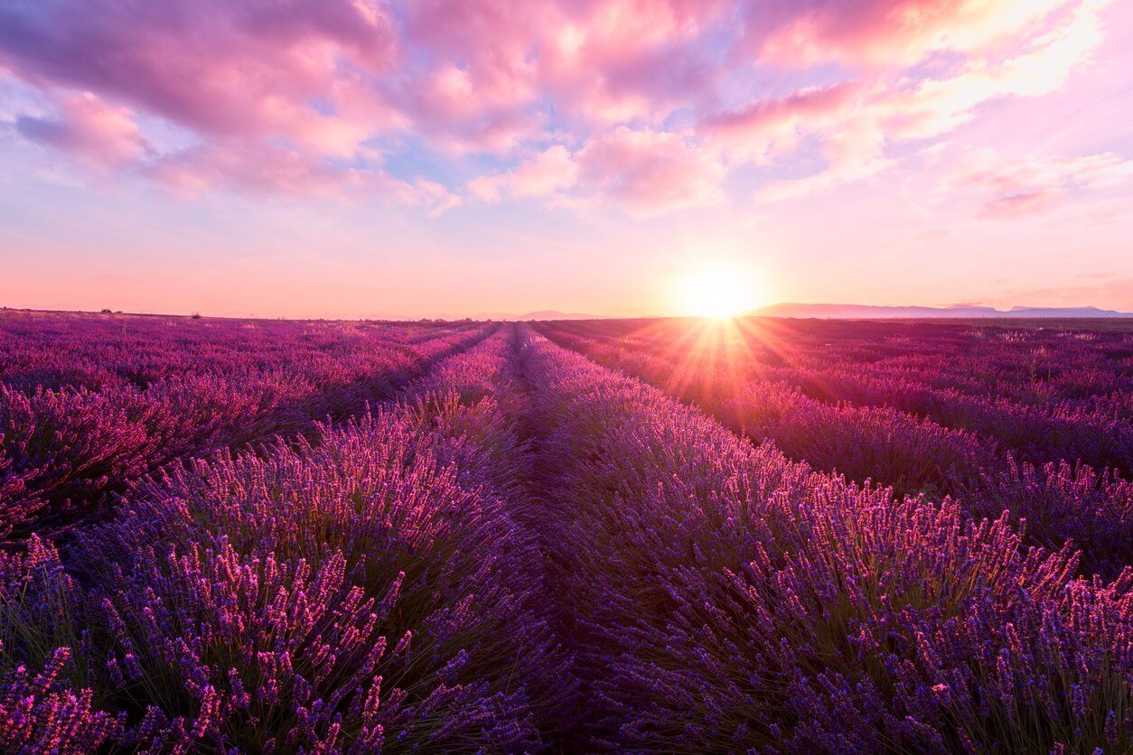 Champ de lavande au coucher du soleil, Provence
