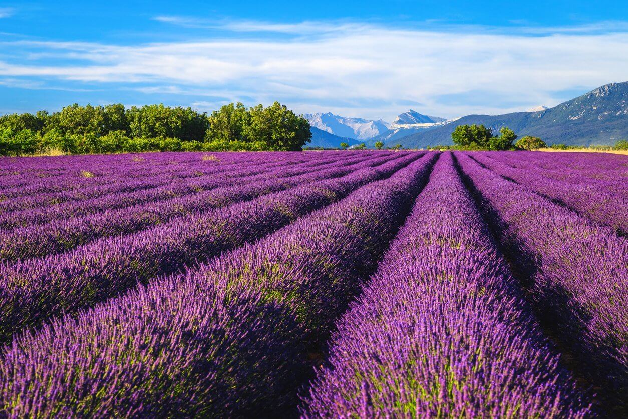 lavande en Provence, Valensole, France