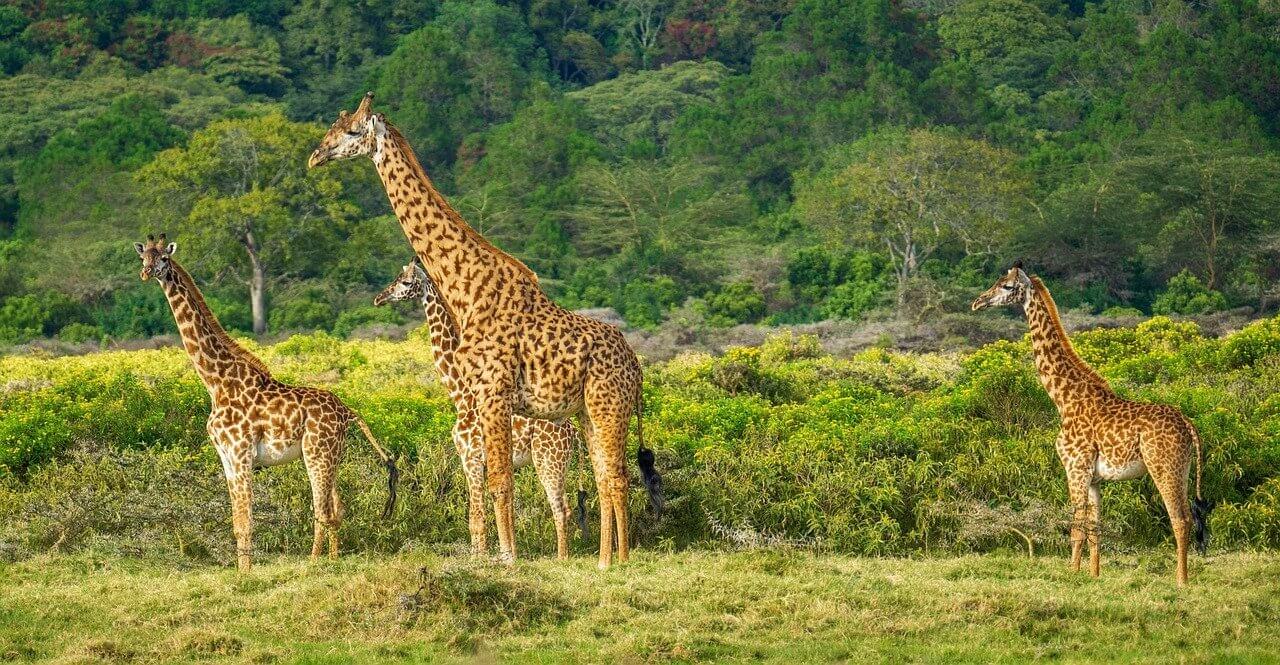 girafe tanzanie