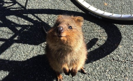 quokka2