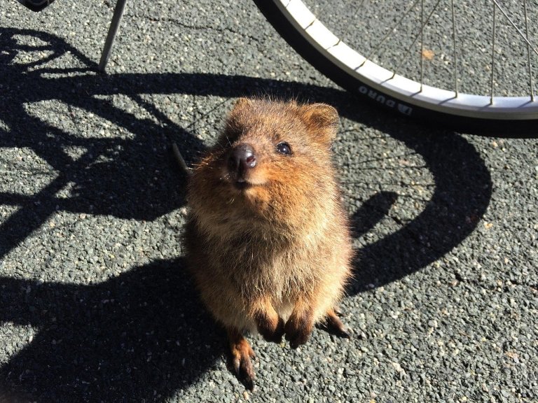 quokka2
