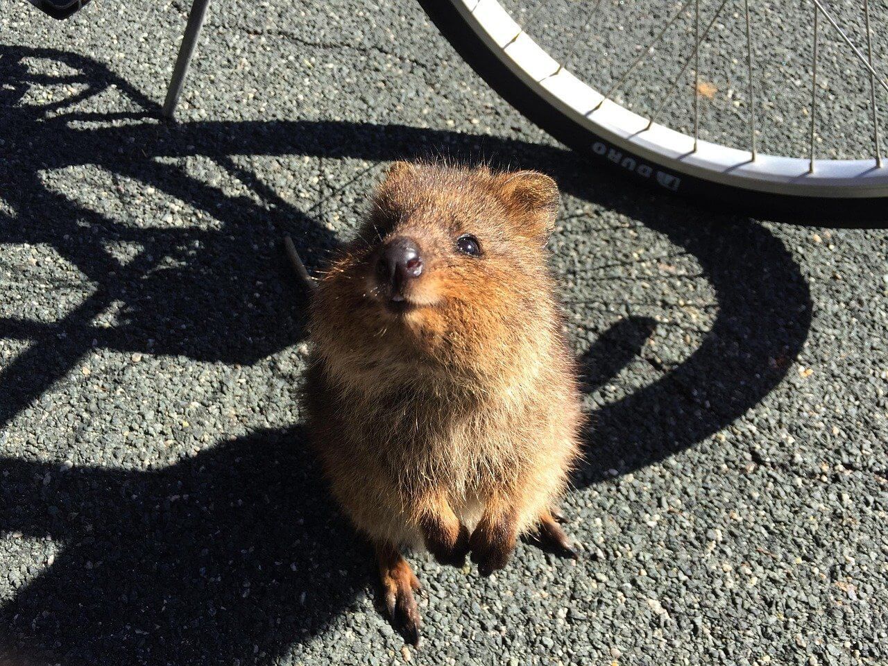 quokka2