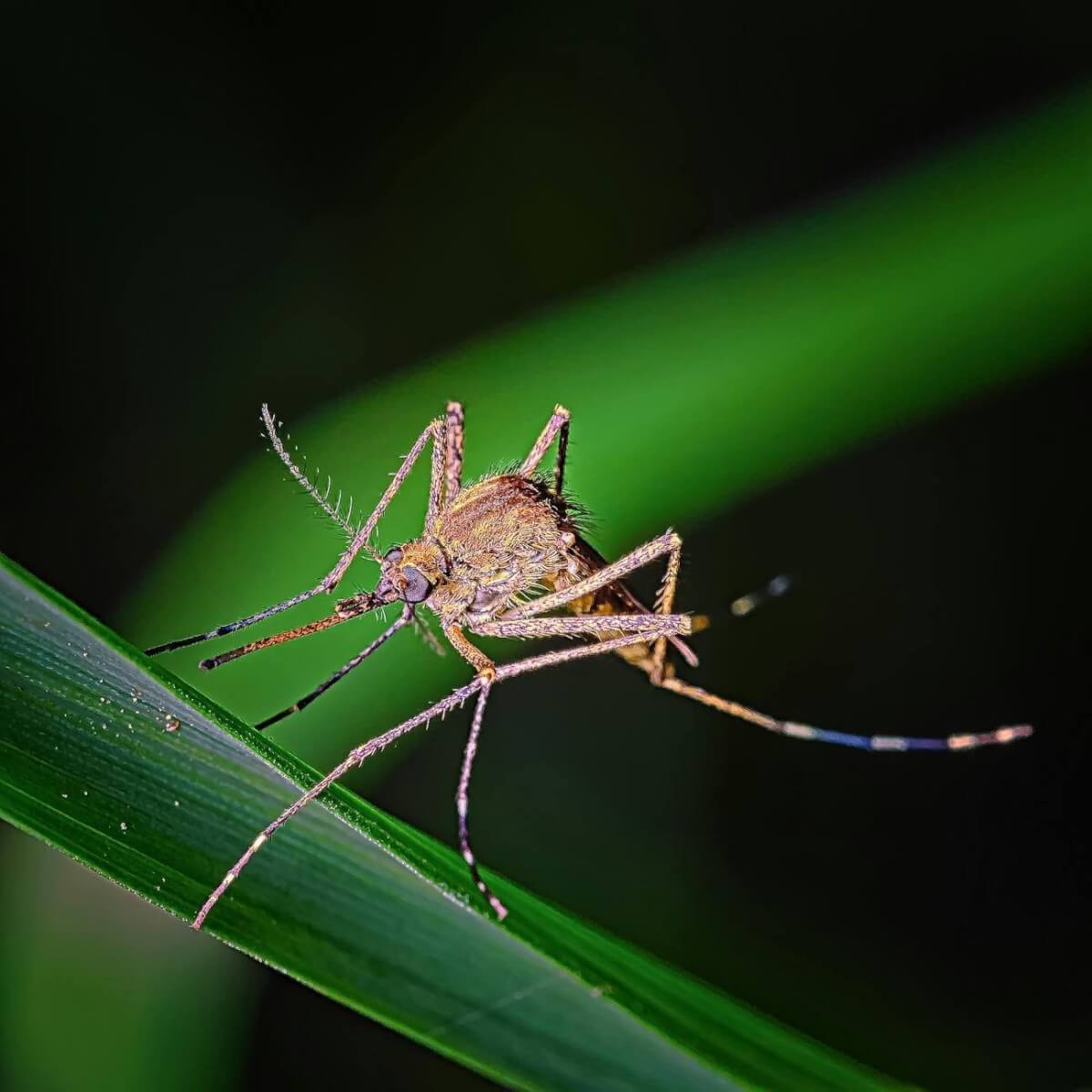 L'Islande : un paradis sans moustiques 2 a mosquito on green leaf in close up photography