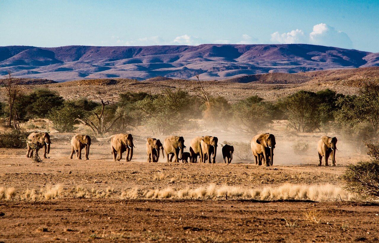 incendies à Etosha