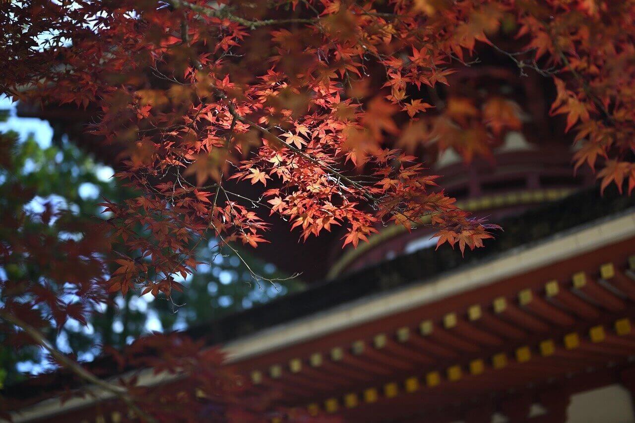 Pourquoi visiter le Japon en automne ? 3 koyasan japan temple 6584637