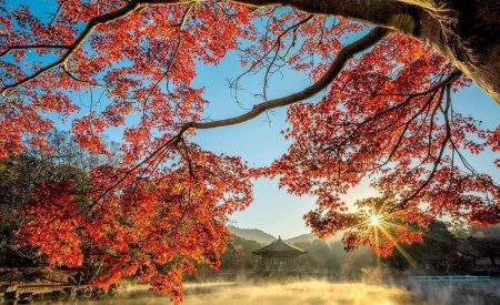 pond autumn tree leaf fog haze 5771499