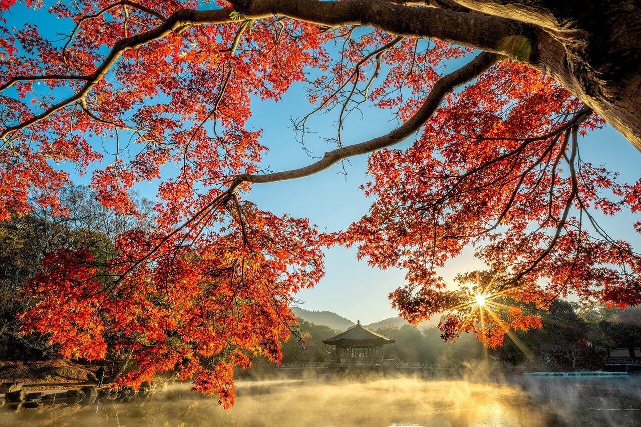Pourquoi visiter le Japon en automne ? 1 pond autumn tree leaf fog haze 5771499