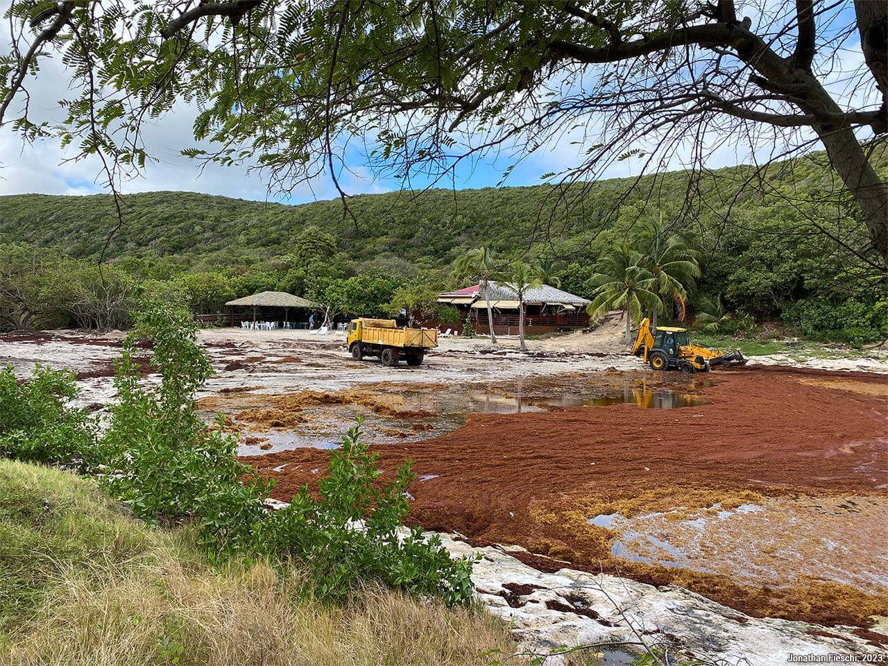 Sargasses dans les Antilles et les Caraïbes : est-ce que ça gâche vraiment le séjour ? 1 sargasses dans les Antilles