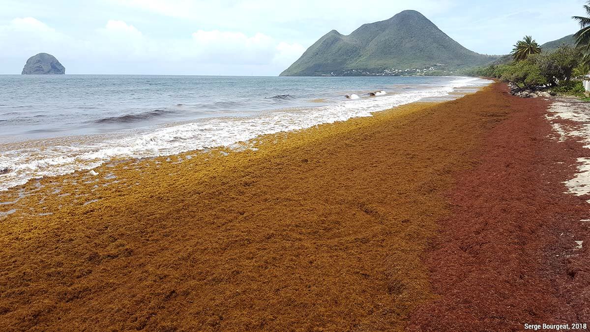 Sargasses dans les Antilles et les Caraïbes : est-ce que ça gâche vraiment le séjour ? 2 sargasses dans les Antilles