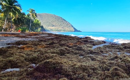 sargasses dans les Antilles