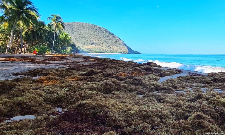 sargasses dans les Antilles