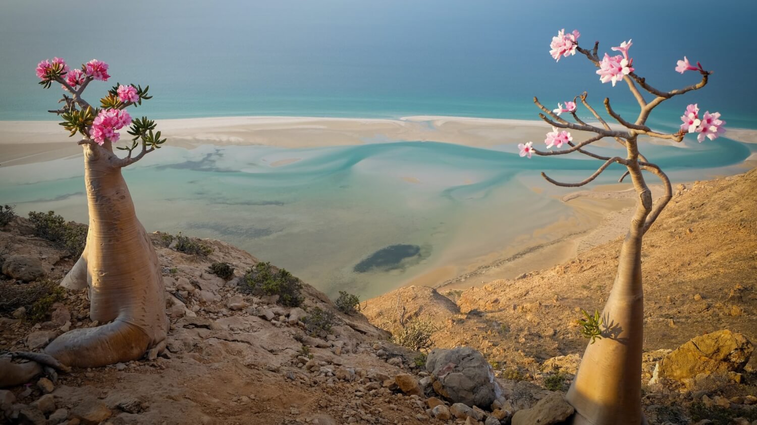 île de Socotra