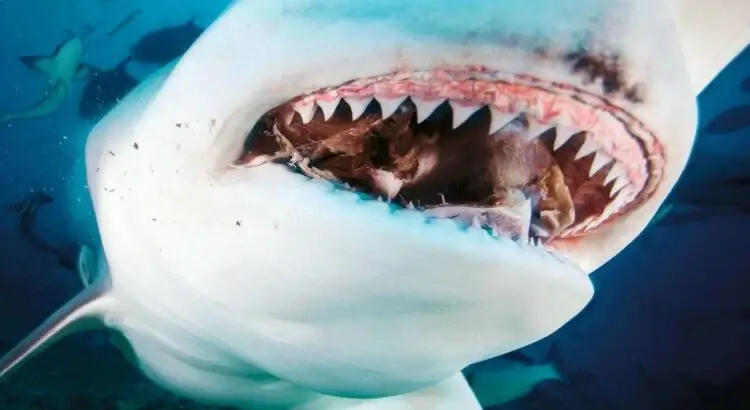 attaques de requins en Australie