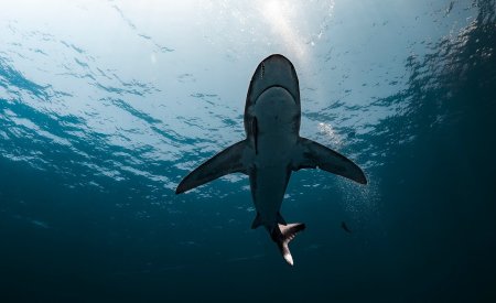 attaques de requins en Australie